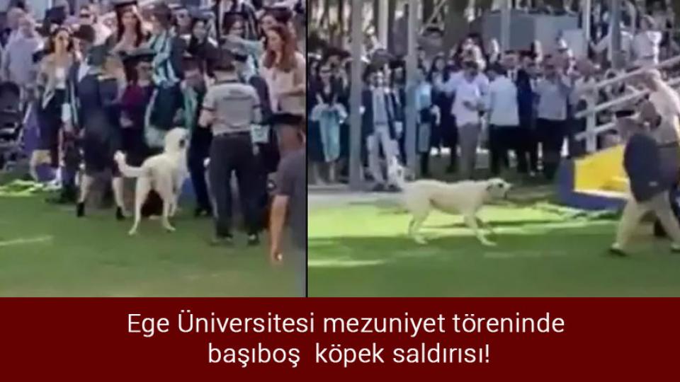Yaşanabilir Şehir Platformu “2022 Sahipsiz ve Başıboş Köpek Sorunu Raporu” yayınladı / Ege Üniversitesi mezuniyet töreninde  başıboş köpek saldırısı !