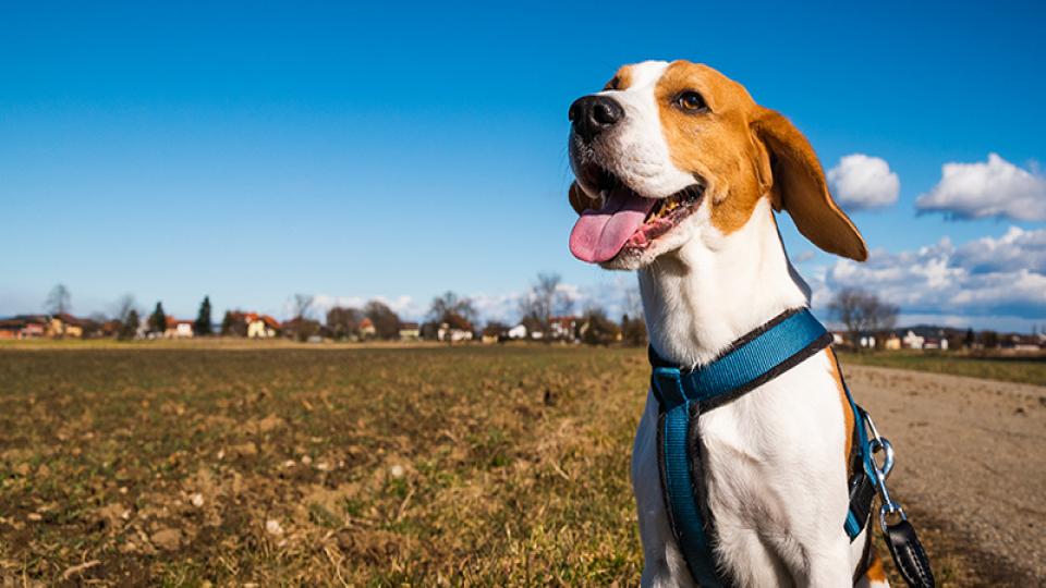 İnsanlık nereye? | Vahdettin İnce / Köpekli İstanbul’da Şafii Kürdün değnekli dolaşamama sorunsalı | Vahdettin İNCE