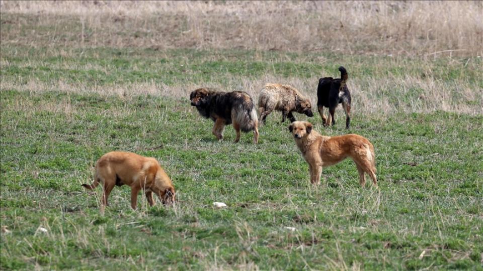 Danıştay Kararı Üzerinden Üretilen Yanılsamalar ve Hukuki Gerçekler: Başıboş Köpek Sorunu, Kamu Güvenliği ve Mevzuatın Açık Hükümleri / Mehmet Altuntaş / Başıboş Köpek Sorunu ve Türkiye Yüzyılı Milli Eğitim Müfredat Modeli | Mehmet Altuntaş