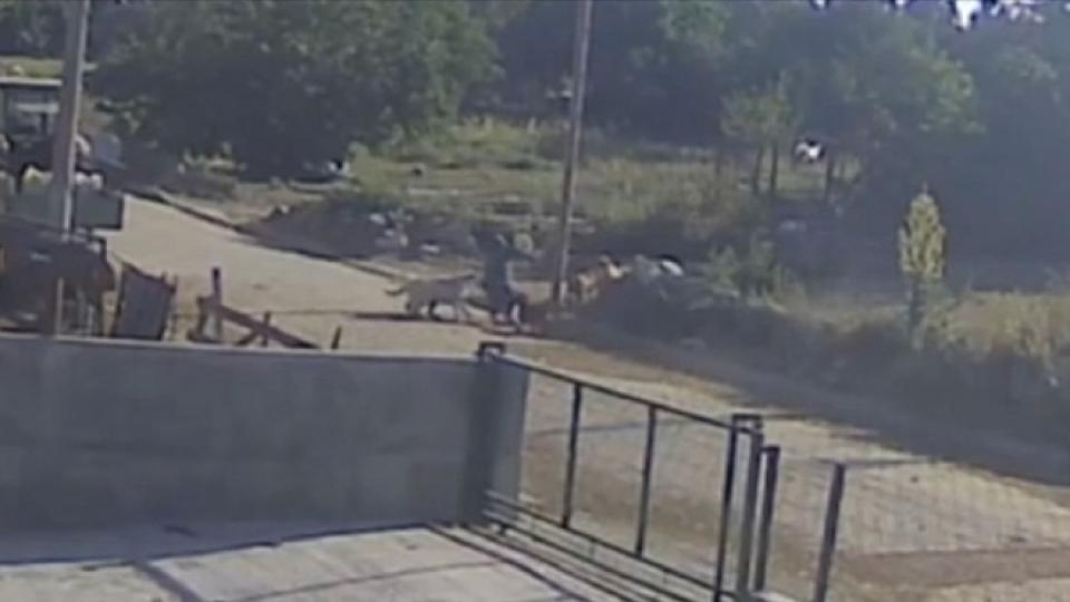 Başıboş köpeklerin saldırısına uğrayan kişi yaralandı