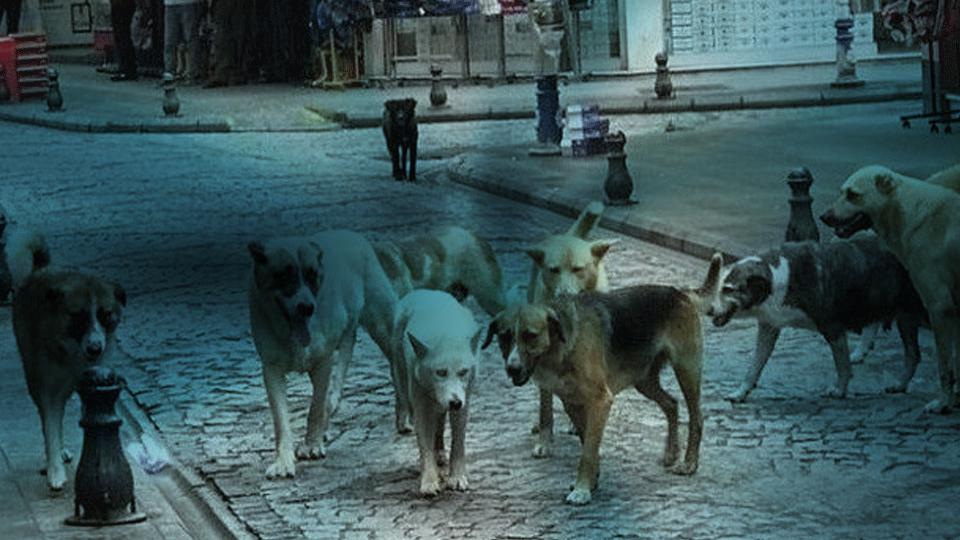 Bir Öğretmenin Sessiz Çığlığı: Muhammet Ebik Vakası ve Güvenli Sokak Hakkı / Danıştay Kararı Üzerinden Üretilen Yanılsamalar ve Hukuki Gerçekler: Başıboş Köpek Sorunu, Kamu Güvenliği ve Mevzuatın Açık Hükümleri / Mehmet Altuntaş
