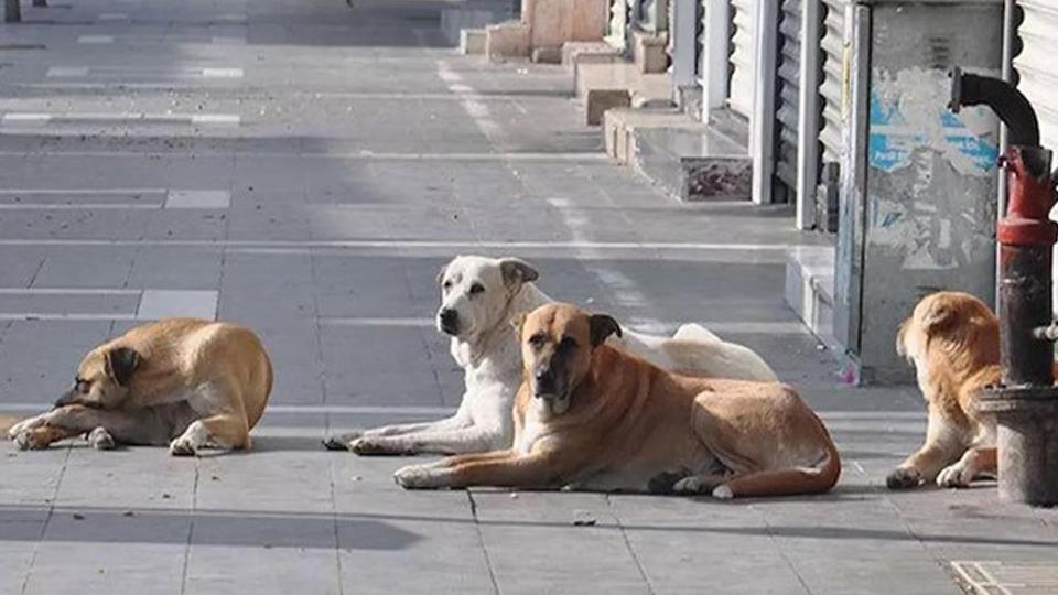 İnsan Hayatı mı, Köpek İdeolojisi mi? /  Mehmet Altuntaş
